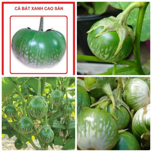 HẠT GIỐNG CÀ BÁT XANH - gói 1 gam