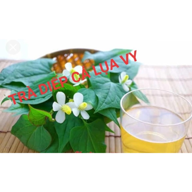 Trà Diếp cá VY LỤA