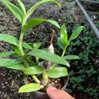 Lan trầm tím