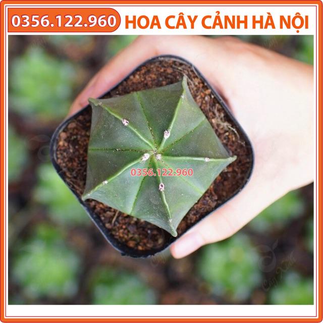 Xương rồng astro size nhỏ 4 cm