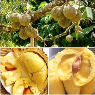 Cây Giống Sầu Riêng Thái