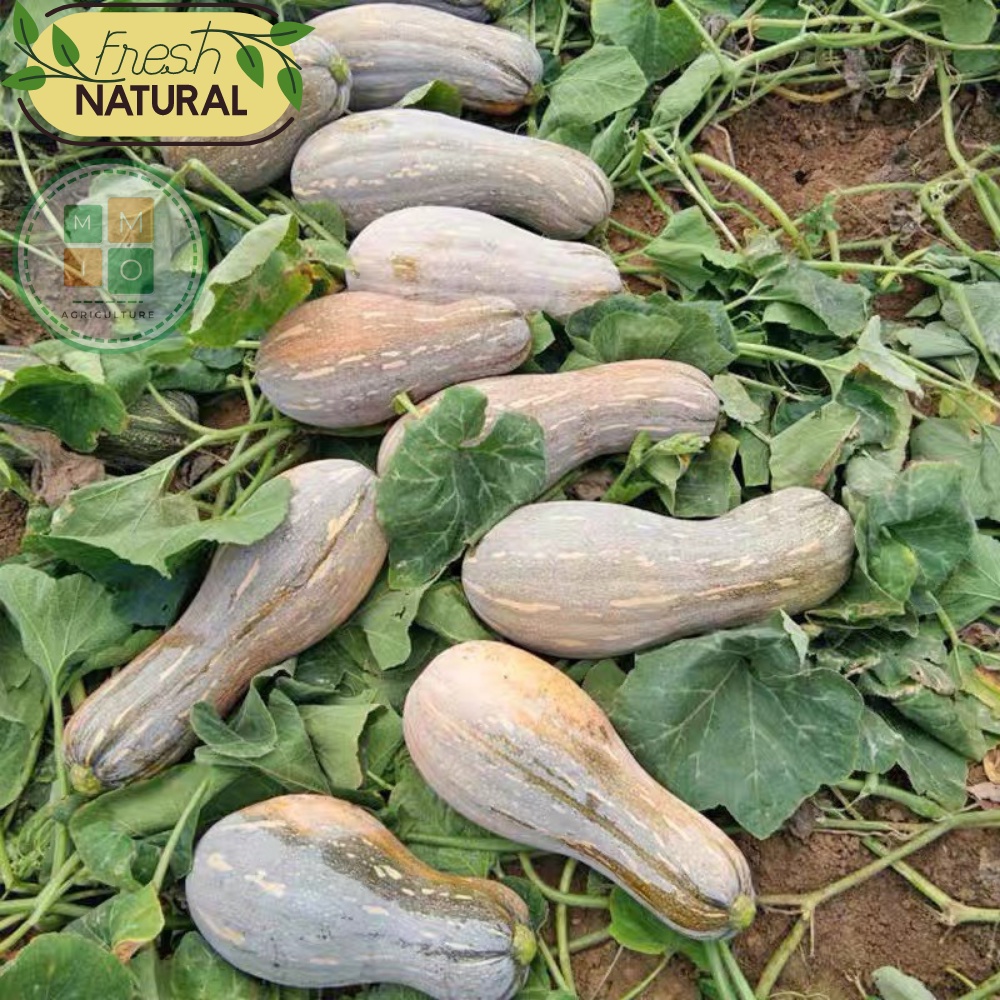 Hạt giống bí ngô mật ong Fuji