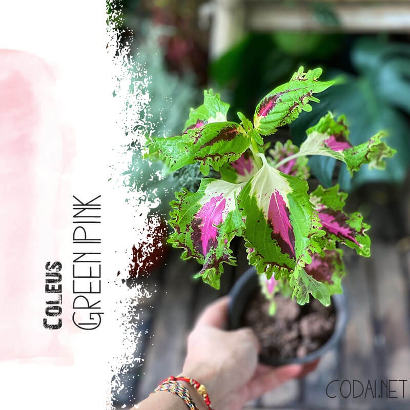 Cây Coleus Green Pink (Cây Lá Gấm Xanh Hồng) chậu nhựa