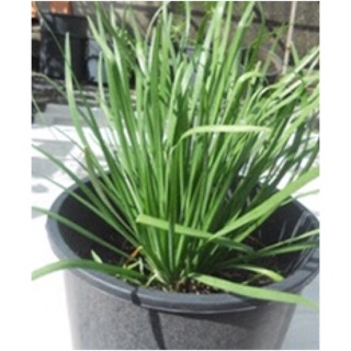 Cây rau hẹ lá nhỏ/ cây hẹ ta- bầu đất, cây giống