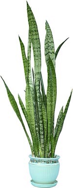 Cây lưỡi hổ