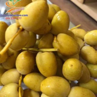 Hạt giống chà là thái