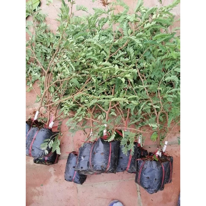 Cây Giống Me Thái