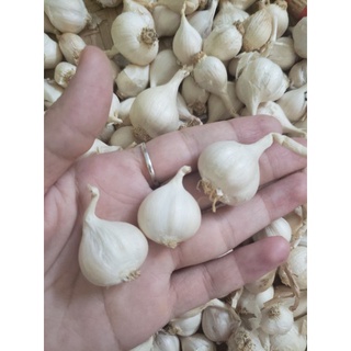 Tỏi tam tài lý sơn 500g
