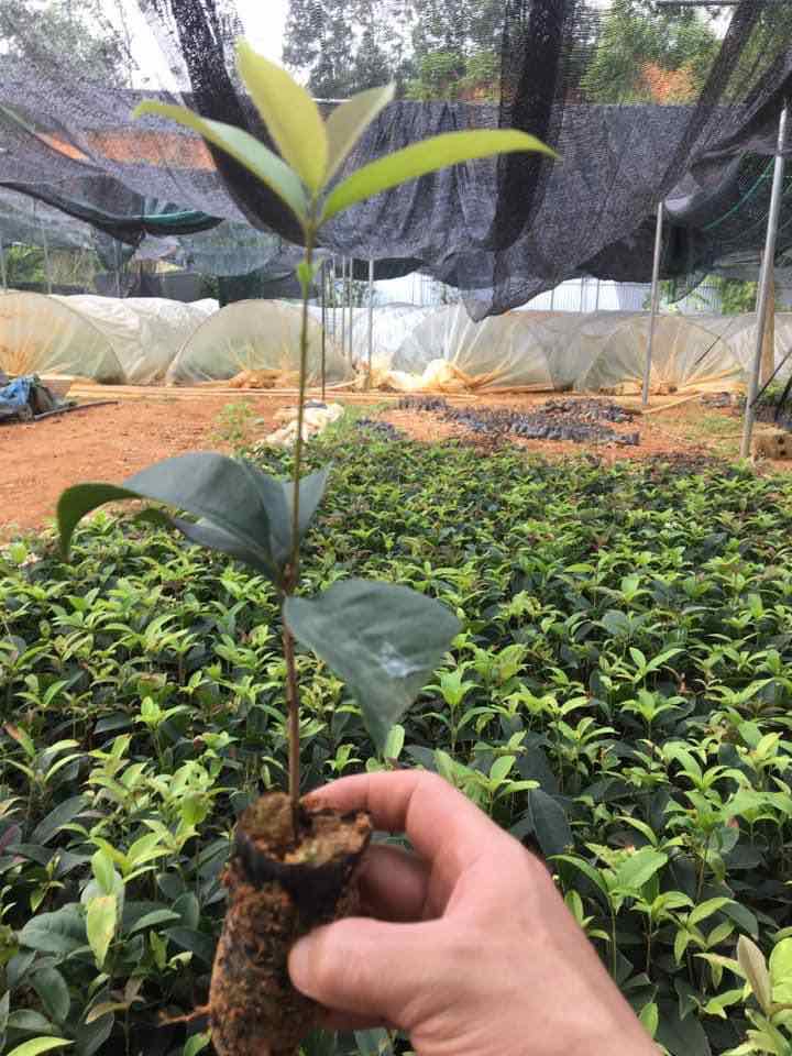 Combo 6 cây mộc hương ta giống