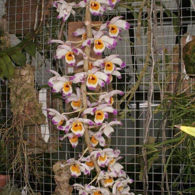 U lồi