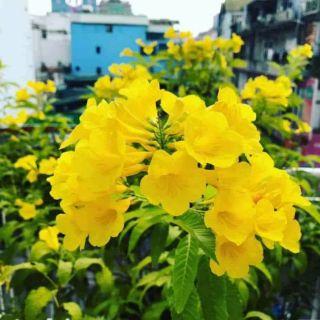 Cây giống chuông vàng