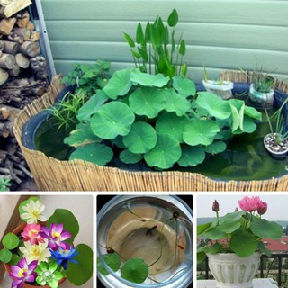 Hạt giống sen mini Nhật mix - 5 hạt