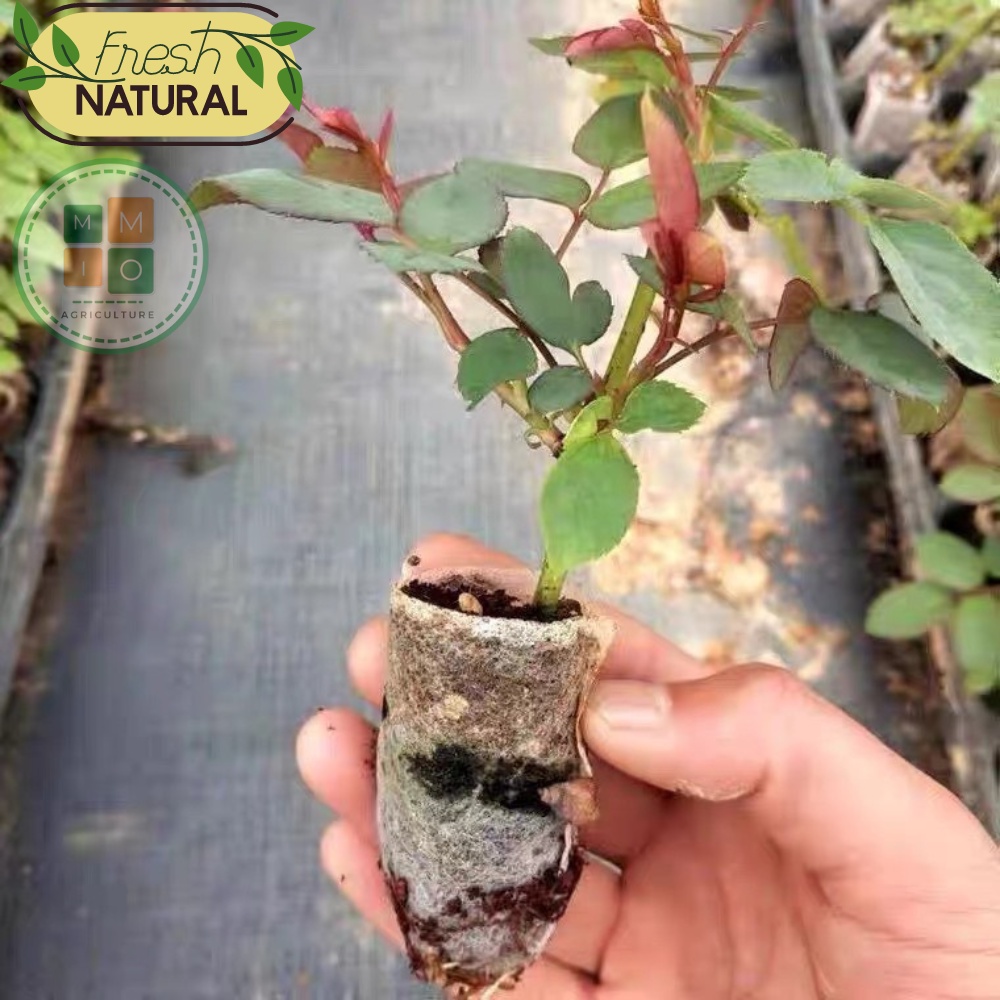 Viên nén xơ dừa (1 viên) - Ươm hạt giống cây trồng, giâm chiết cành siêu tiện lợi