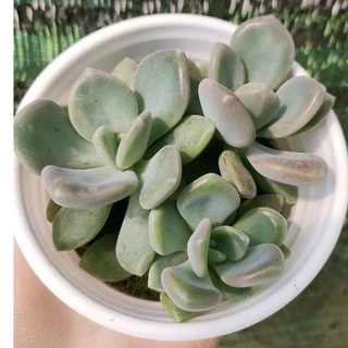 Sen đá đá xanh - size trung - vườn đà lạt