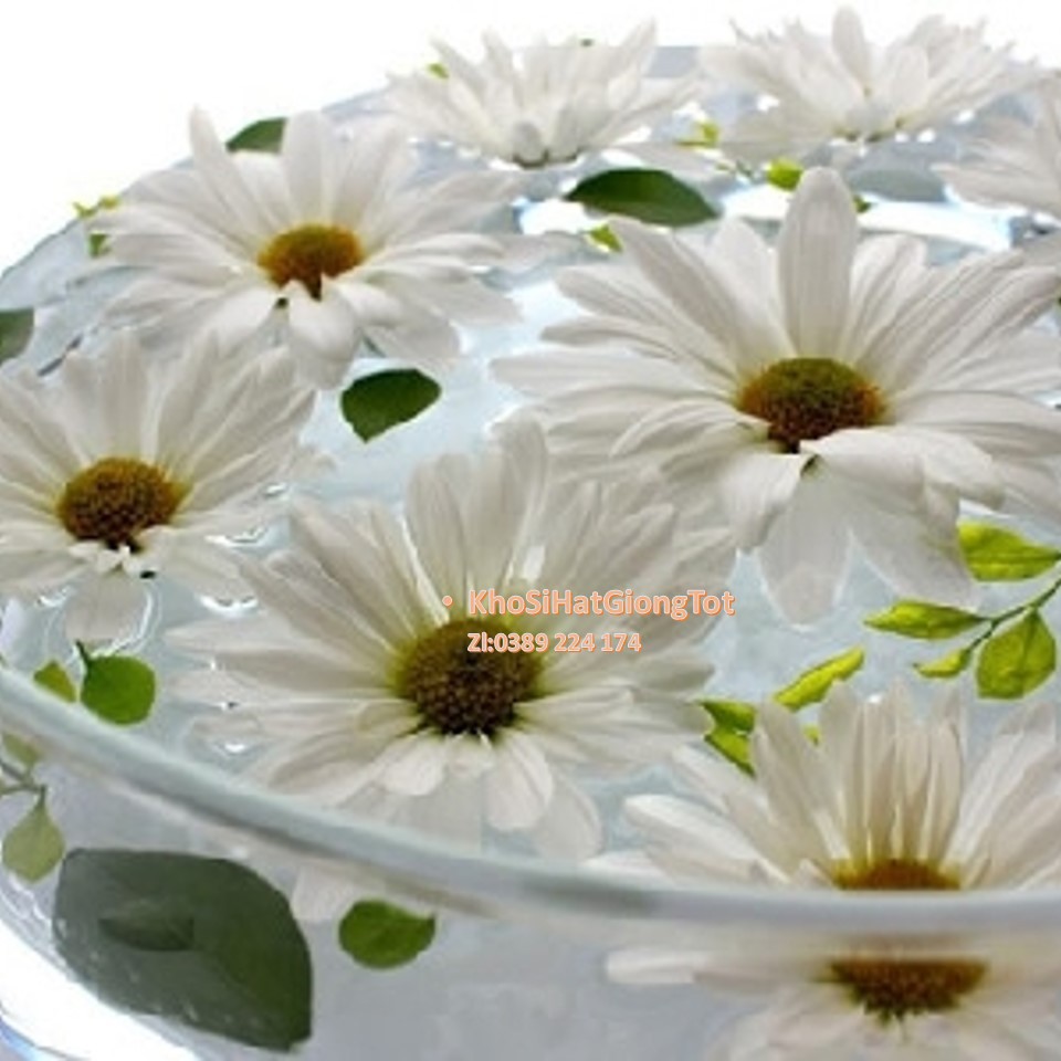 Gói 50 Hạt Giống Hoa Cúc Chi Trắng - 60cm Shasta (Chrysanthemum)