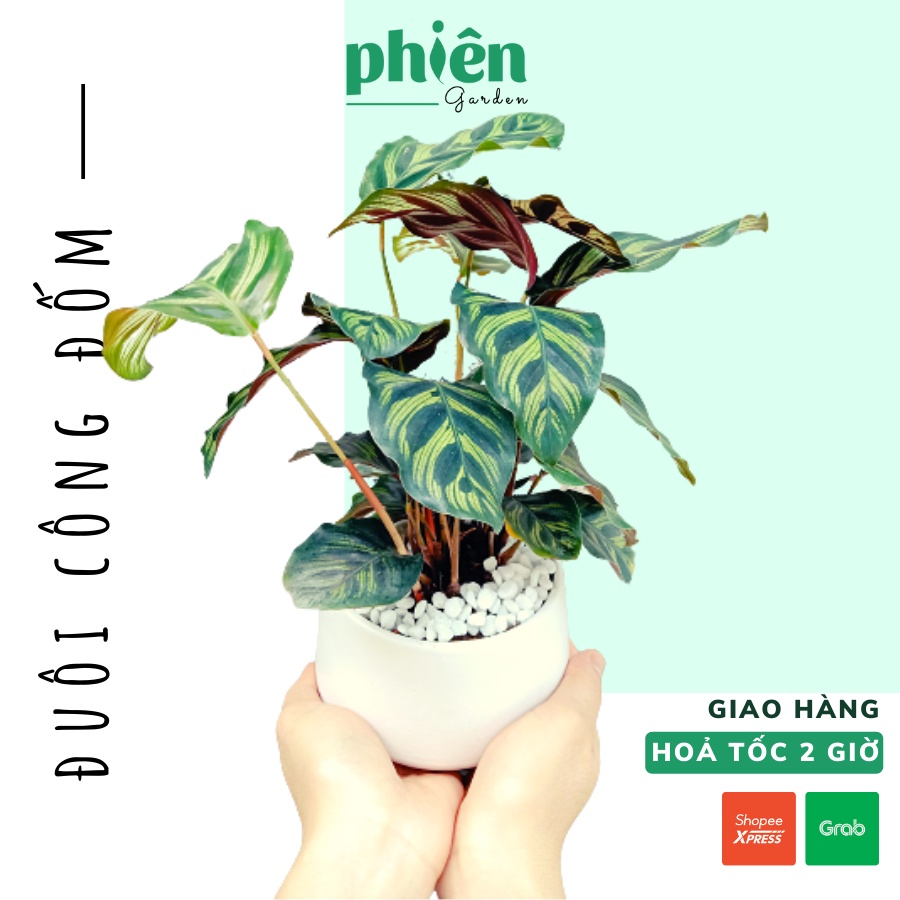 Cây Đuôi Công Đốm Xanh Calathea Makoyana để bàn kèm chậu gốm tráng men