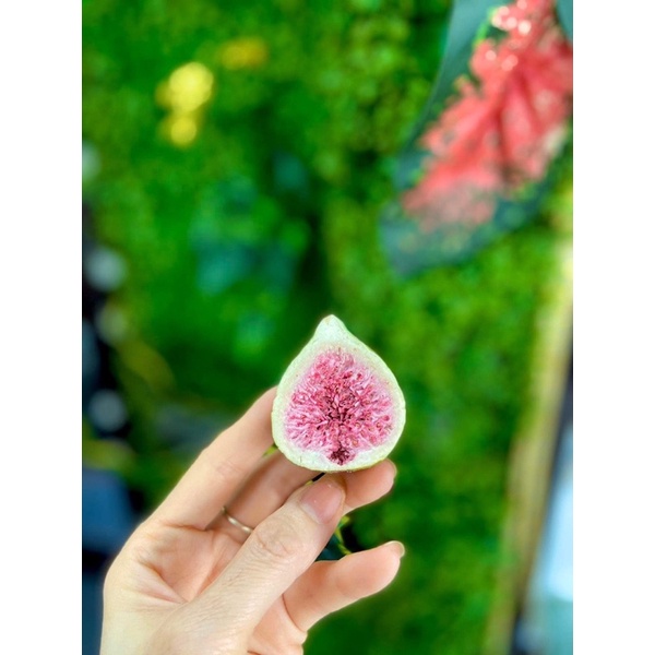 sung sấy giòn 500gr -1000gr
