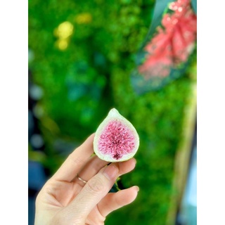Sung sấy giòn 500gr -1000gr