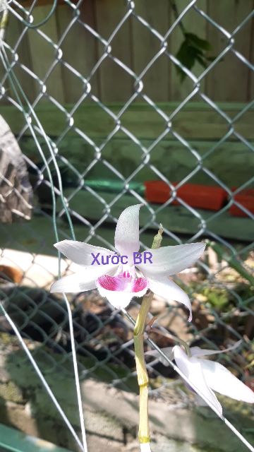 Phi điệp có mặt hoa xổ tại vườn.