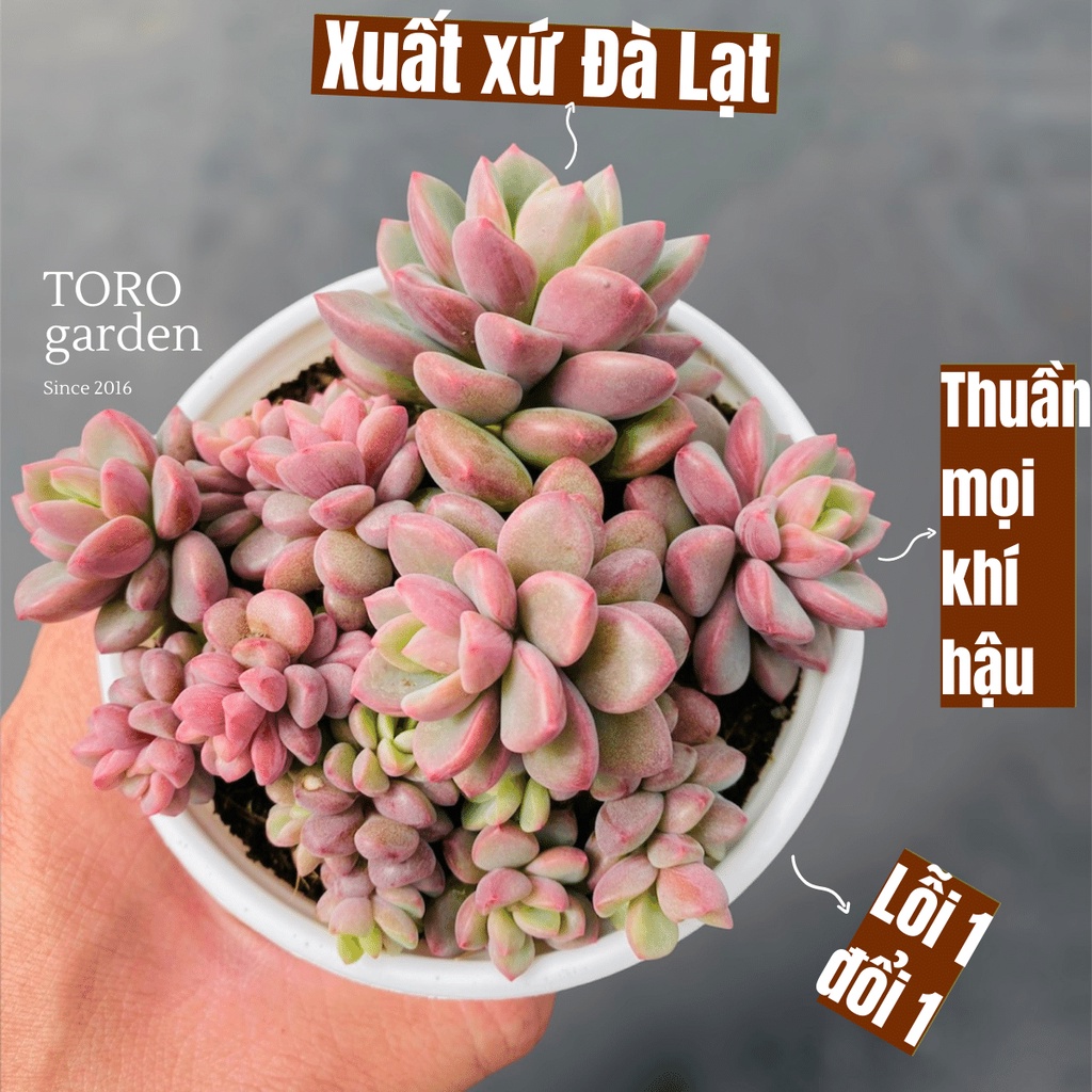 Sen đá aurora gem Đà Lạt size trung bình cây cảnh trang trí nhà cửa Toro garden