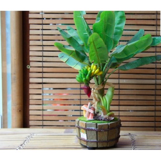 Cây chuối lùn ăn trái mini làm cảnh hàng giống chuẩn - Trang Flowers