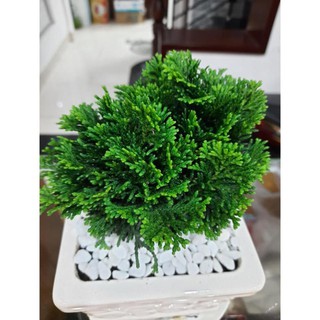 Chậu Cây Tùng Trắc