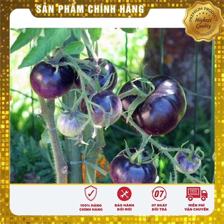 Hạt giống Cà Chua Tím năng suất dễ trồng gia đình 10 hạt hat giong ca chua tim