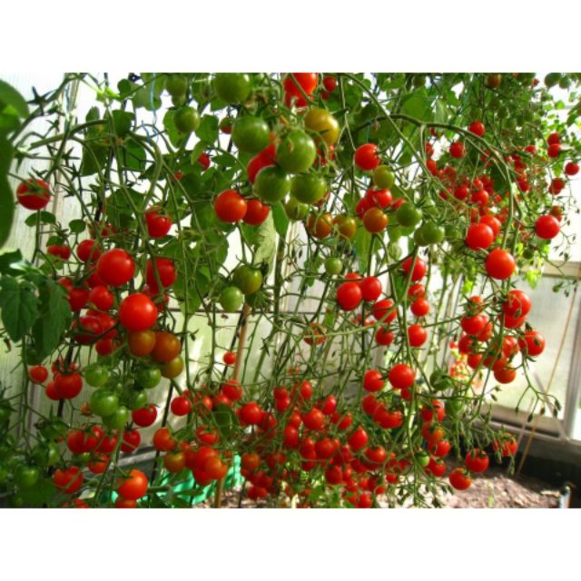 COMBO Chào XUÂN HÈ 06 LOẠI HẠT GIỐNG HOA QUẢ DỄ TRỒNG Tặng kích mầm gồm sen nhật củ cải hoa đồng tiền cà chua bạch tuộc