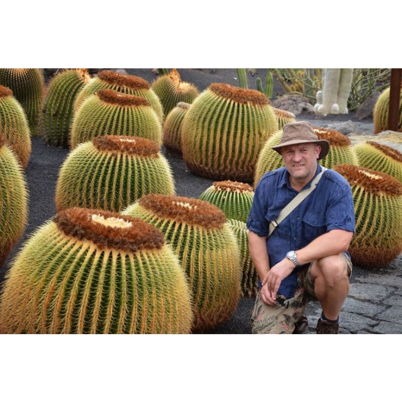 cây giống xương rồng kim hổ (Echinocactus grusonii)