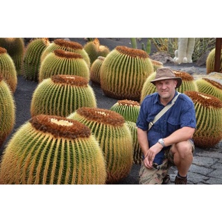 Cây giống xương rồng kim hổ