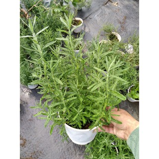 Cây Oải Hương Lavender