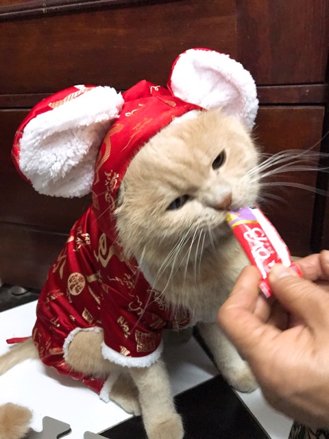 Áo chuột đỏ, áo Tết cho thú cưng