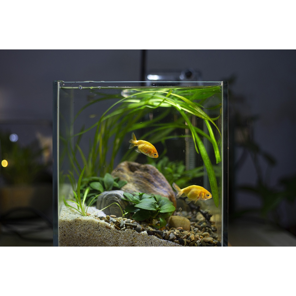 Bể cá thủy sinh Combo cubic 20cm/ 25cm