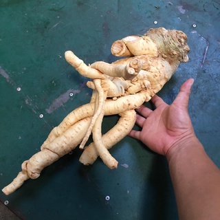 củ đinh lăng,rễ đinh lăng tươi 2 kg
