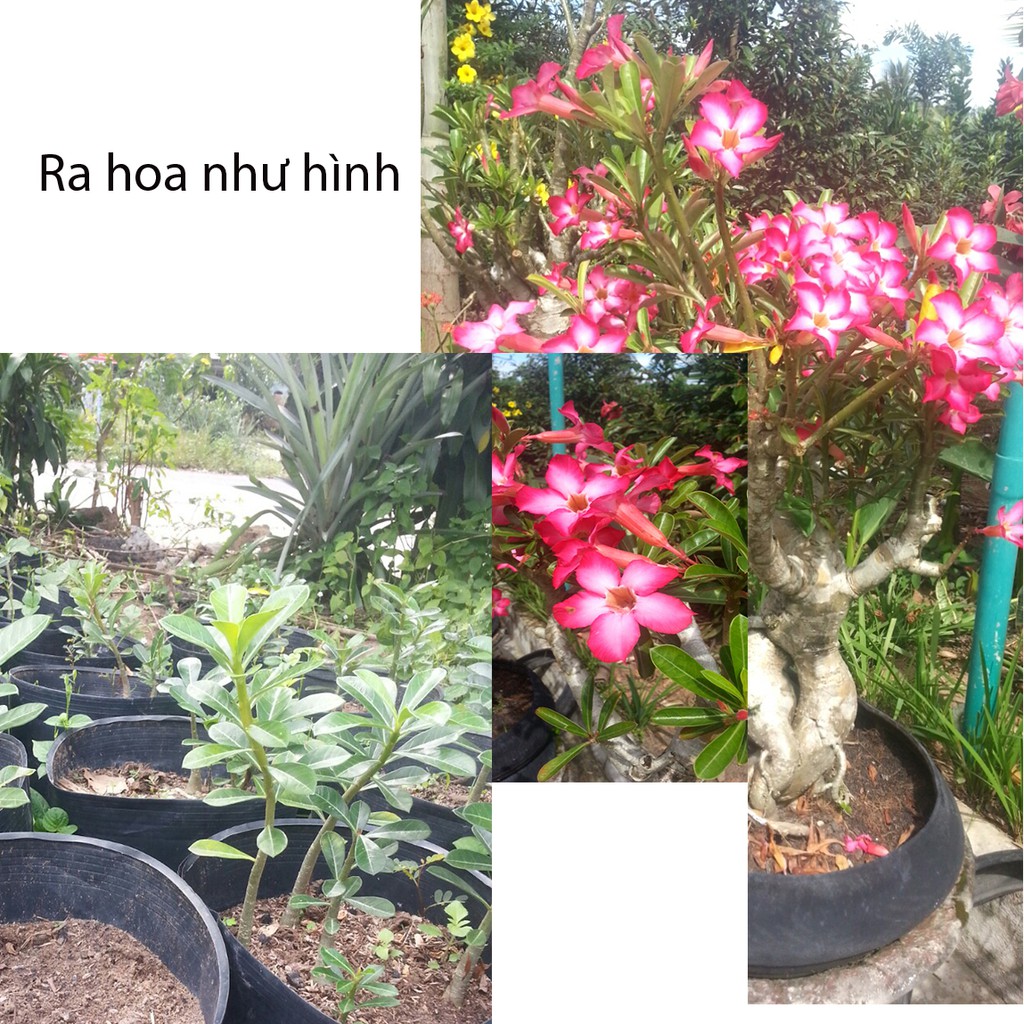 Cây hoa sứ con (Bonsai)