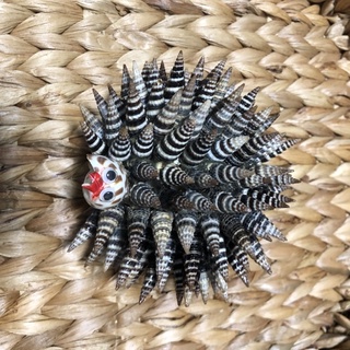 Nhím làm từ vỏ ốc cỡ 11cm