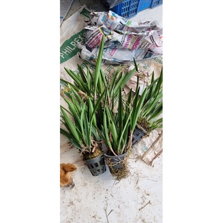 HOA LAN ENCY XỔ HOA NHƯ HÌNH
