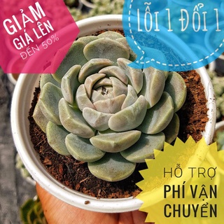 💥💥💥sen đá bông tuyết size trung🌵lổi 1 đổi 1🌵
