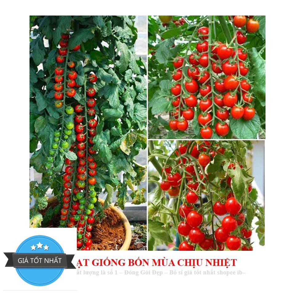 Gói 30 hạt giống cà chua chuỗi ngọc Hạt Giống Cà Chua Bi Chùm Đỏ Chuỗi Ngọc F1 Dễ Trồng Ăn Cực Ngon
