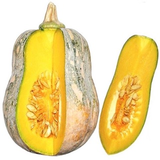 #Hạt_Giống_Bí_Cô_Tiên  ( Mua 3 gói tặng 1 gói )