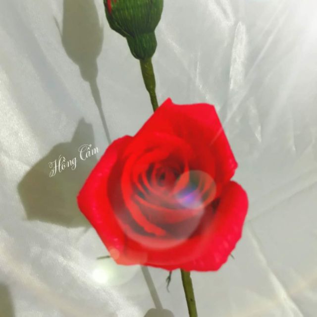 Hoa hồng nụ nhỏ