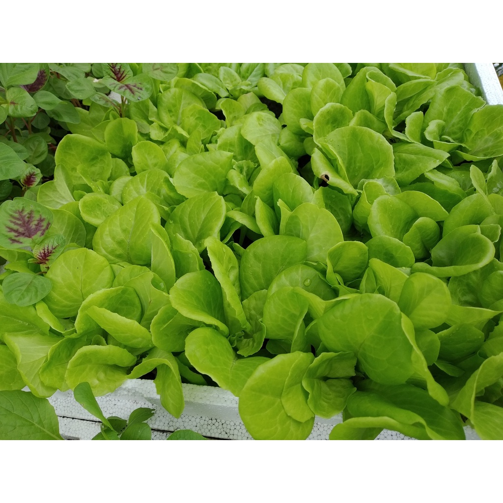 1kg Phân hữu cơ Organic Nhật chuyên bón cho CÂY KIỂNG, HOA HỒNG, RAU CỦ, HOA QUẢ