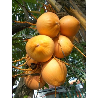 Cây Dừa Lửa Giống Trái Vàng
