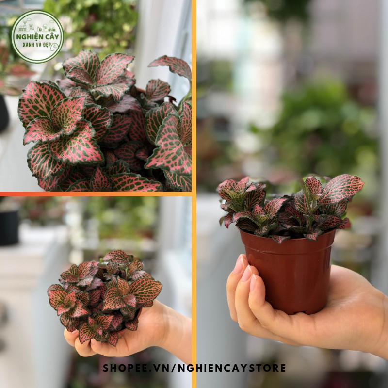 Cây cẩm nhung, lá may mắn nhiều màu (Fittonia)