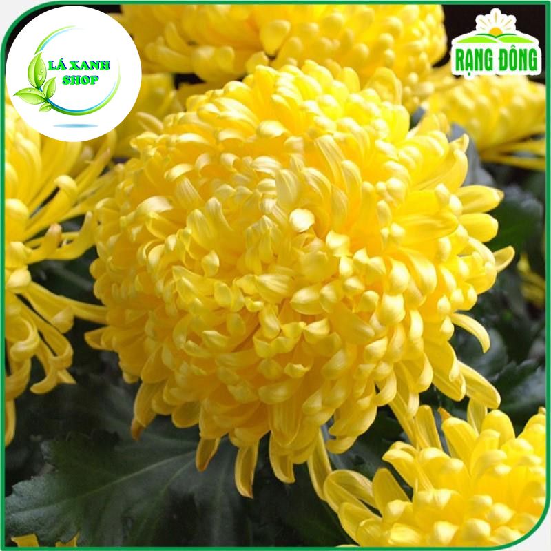 Hạt giống Hoa Cúc Vàng Đại Đóa Dễ Trồng, Thân Cao 70-90cm Trồng Chậu (gói 0,1 gram) - Hạt giống Rạng Đông