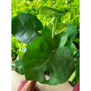 Trầu Bà Lá Xẻ ( để bàn )