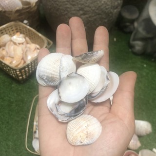 Vỏ ốc biển, vỏ còm cọp