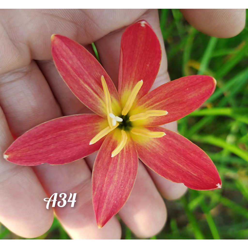 Củ hoa huệ mưa Thái lan mã A34 màu hồng đào, bông to, thơm nhẹ, đẻ khỏe_Củ hoa tóc tiên ngoại