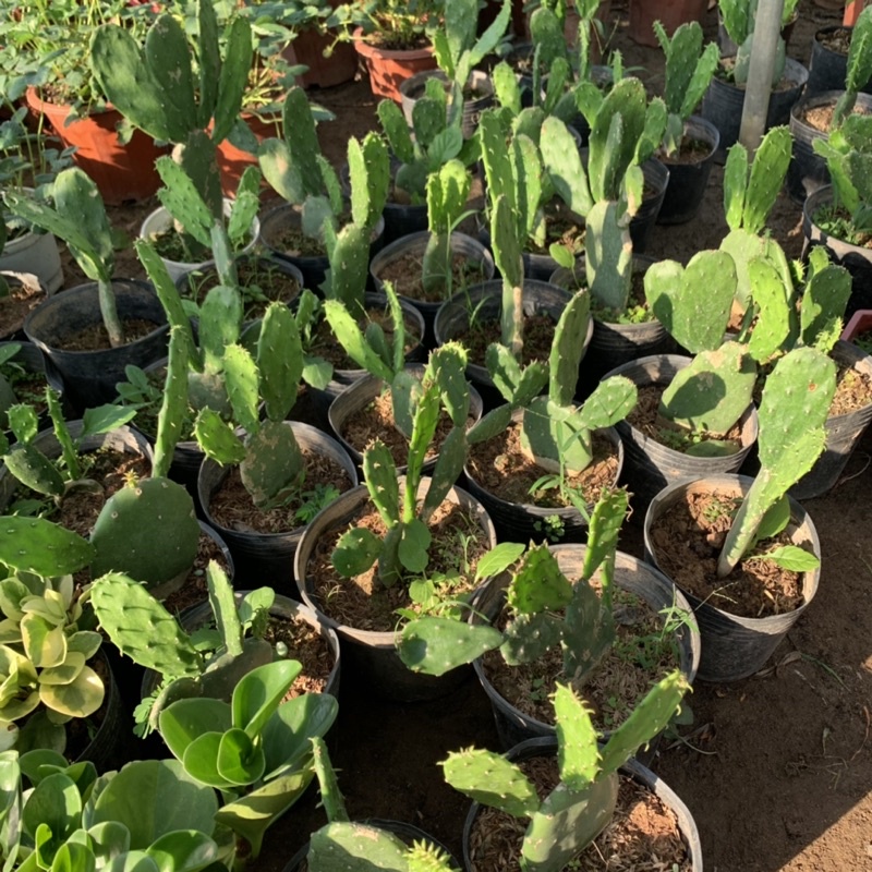 Cây xương rồng tai thỏ cao 15-20cm, cây phong thủy để bàn nội thất mang đến may mắn và thanh lọc không khí