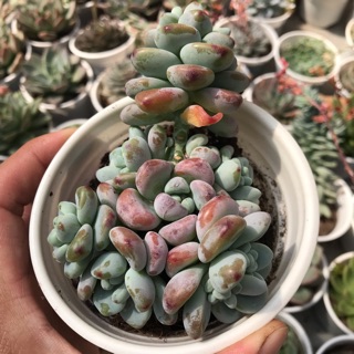 Sen đá sỏi thiên thanh trung